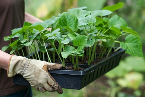 Як садити розсаду – процес, подробиці, підказки