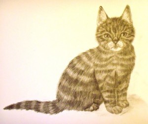 Як намалювати кішку поетапно олівцем, картинки