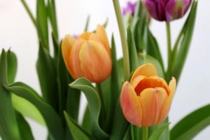Вигонка тюльпанів на Новий рік або 8 березня в домашніх умовах
