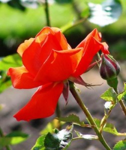 Які троянди можна вирощувати в кімнатних умовах у горщиках