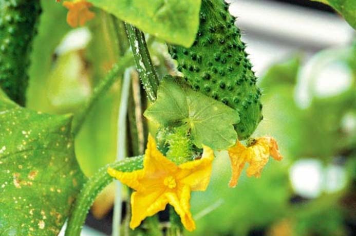Основні причини та способи позбавлення від скручування листя на тепличних огірках
