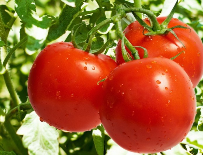 Кращі сорти томатів для теплиць і відкритого грунту в Сибіру
