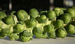 Основні характеристики і правила вирощування брюссельської капусти в теплиці