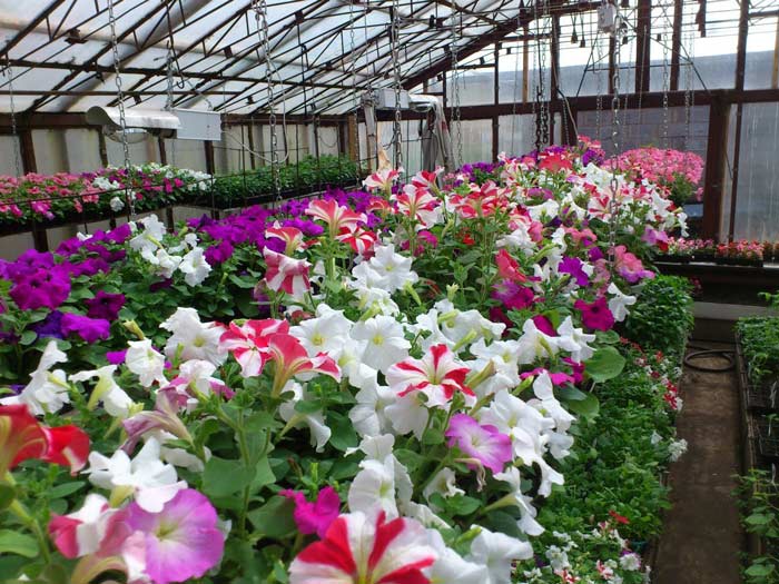 Бізнес на вирощуванні квітів у теплиці: вигідно і красиво