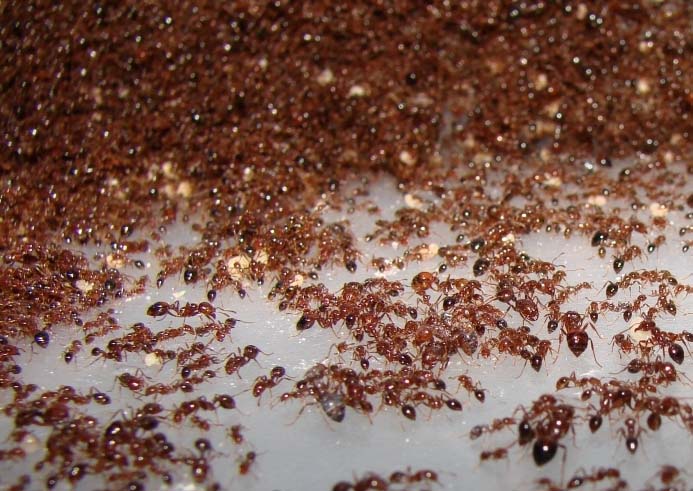 «Дохлокс» від мурах: опис препарату, правила використання, переваги і недоліки, запобіжні заходи, відгуки споживачів