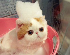 Шампуні від бліх для кішок: популярні види, переваги та недоліки застосування шампунів, правила обробки, відгуки споживачів