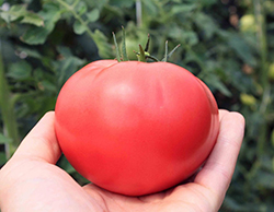 Рожеві томати для теплиць: популярні сорти і переваги