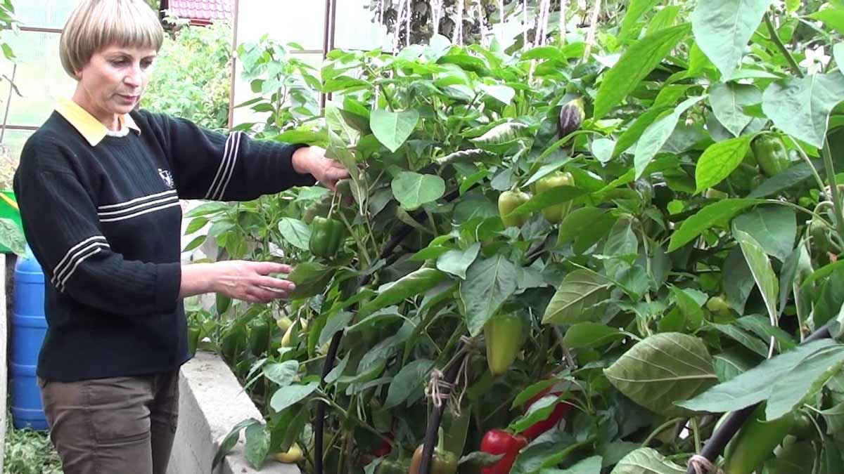 Зовнішні ознаки і способи знищення попелиці на тепличних перцях