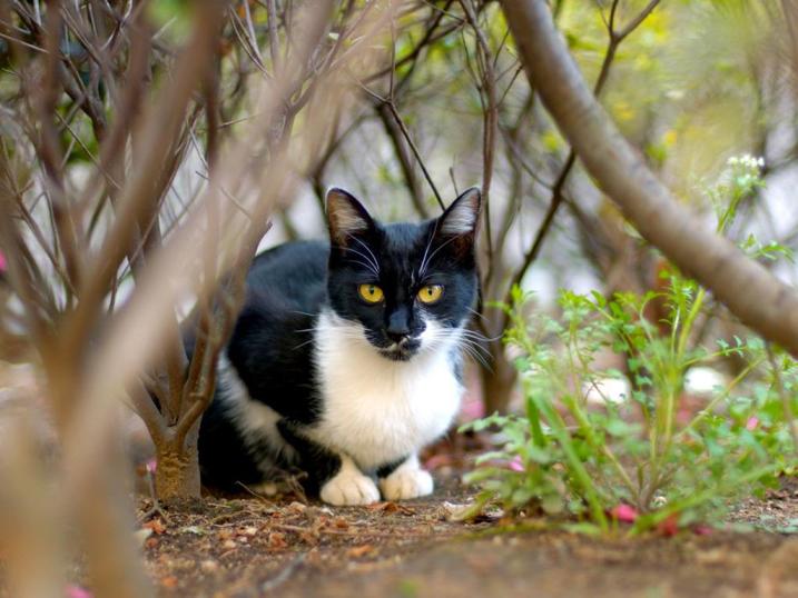 Блохи у кішки: як виглядають, як виявити, звідки беруться, як розмножуються, причини свербіння при відсутності бліх, відео