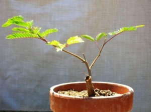 Мімоза в домашніх умовах – як виростити з насіння