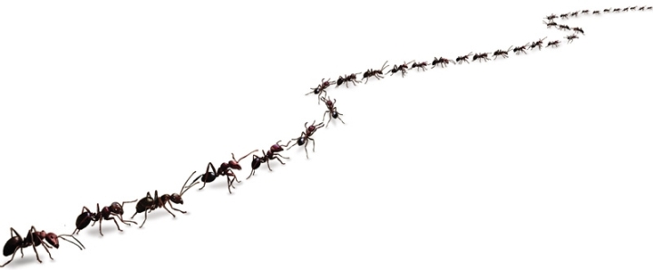 «Раптор» від мурах: опис препарату, призначення, правила користування, переваги та недоліки, запобіжні заходи, відгуки споживачів