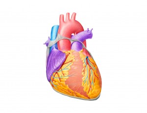 Будова міокарда – особливості роботи серця