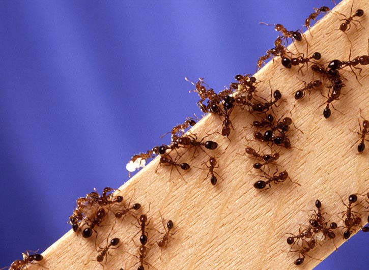 Домашні мурахи: зовнішній вигляд, причини появи, небезпека для людини, думку фахівців, відео