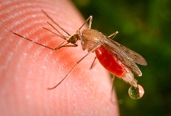 Як позбутися комарів у квартирі: види покупних коштів, народні методи, відгуки споживачів