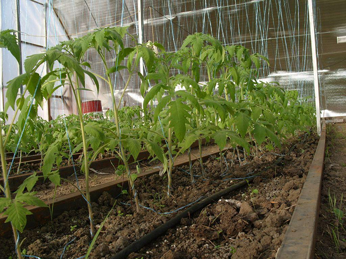 Варто садити помідори та огірки в одній теплиці