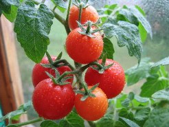 Як поливати помідори в теплиці: поради та правила