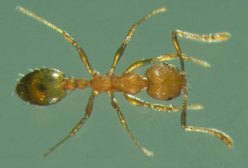 Прозорі мурахи: звідки беруться, ніж їх шкода, методи позбавлення, профілактичні заходи, фото