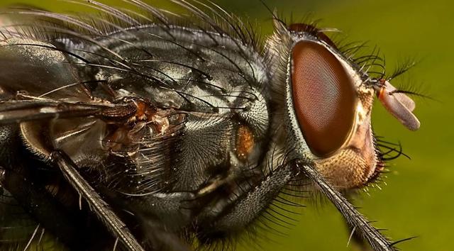 Ефективний засіб від мух: скільки живуть, як вивести, який наносять шкоду і як від них позбавитися