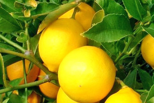 Вчимося вирощувати і доглядати за лимоном будинку