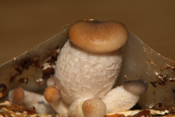 Ось це удача — білі гриби на дачі!