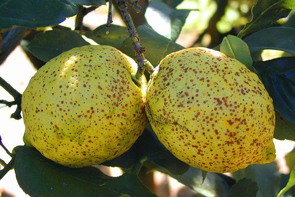 Як позбутися від щитівки на лимоні та інших ворогів рослини
