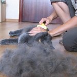 Випадання волосся у кішок завжди повязане з шкірними проблемами