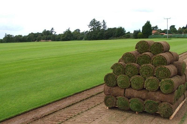 Укладання рулонного газону і догляд за травяним покриттям