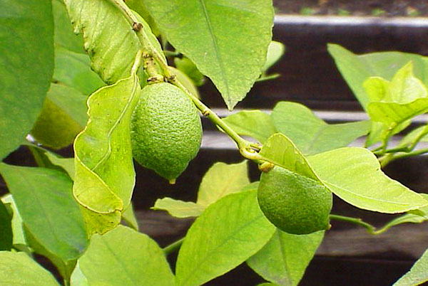 Спробуйте виростити вдома лимон Мейєра