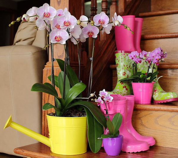 А ви знаєте, як правильно поливати орхідею?