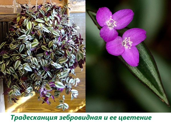 Представляємо вашій увазі види і сорти традесканції для вирощування вдома