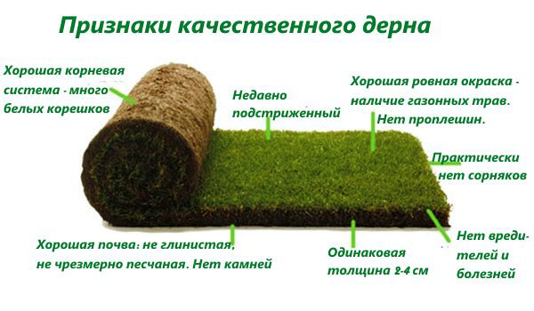 Як зробити газон на дачі своїми руками?
