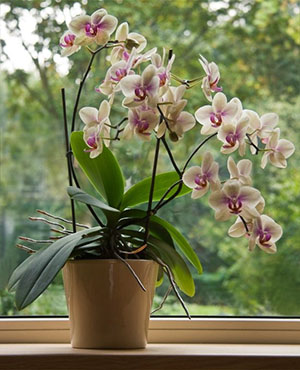 Загальні правила догляду за орхідеєю