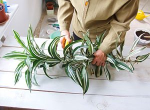 Як правильно обрізати драцену, щоб отримати красиве рослина