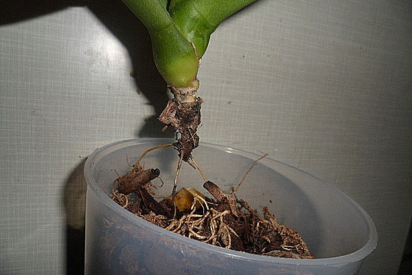 Вивчаємо хвороби орхідей і способи порятунку рослин