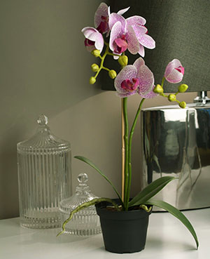 Різновид і особливості підбору горщики для орхідей