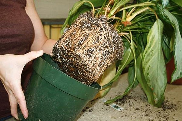 Як пересадити драцену, щоб не нашкодити рослині?