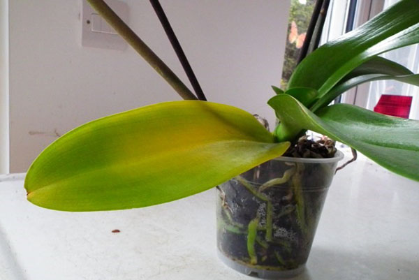 Захворіла прекрасна орхідея — жовтіє листя
