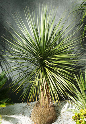 Екзотична рослина бокарнея — нолина або пляшкова пальма