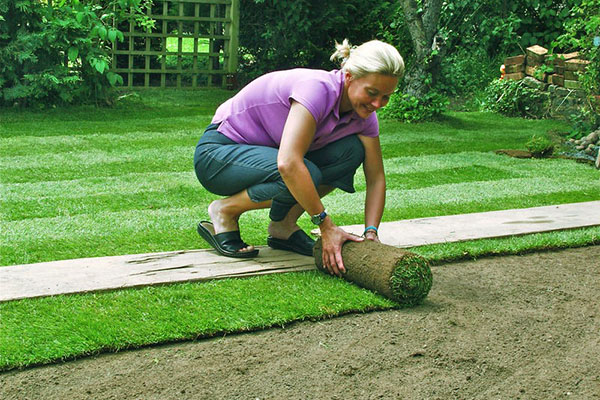 Укладання рулонного газону і догляд за травяним покриттям