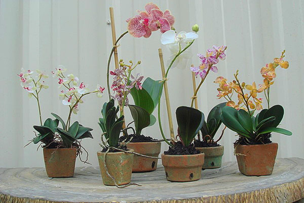 Різновид і особливості підбору горщики для орхідей