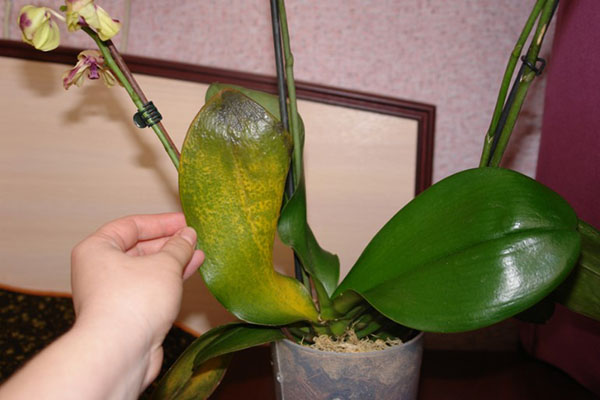 Вивчаємо хвороби орхідей і способи порятунку рослин