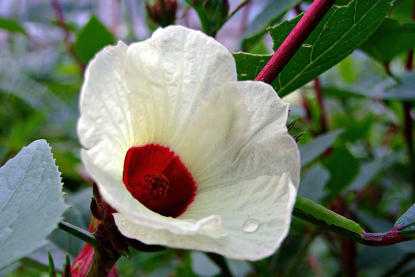А що ви знаєте про корисні властивості чаю з квітів гібіскуса?