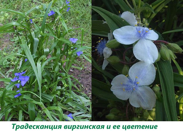 Представляємо вашій увазі види і сорти традесканції для вирощування вдома