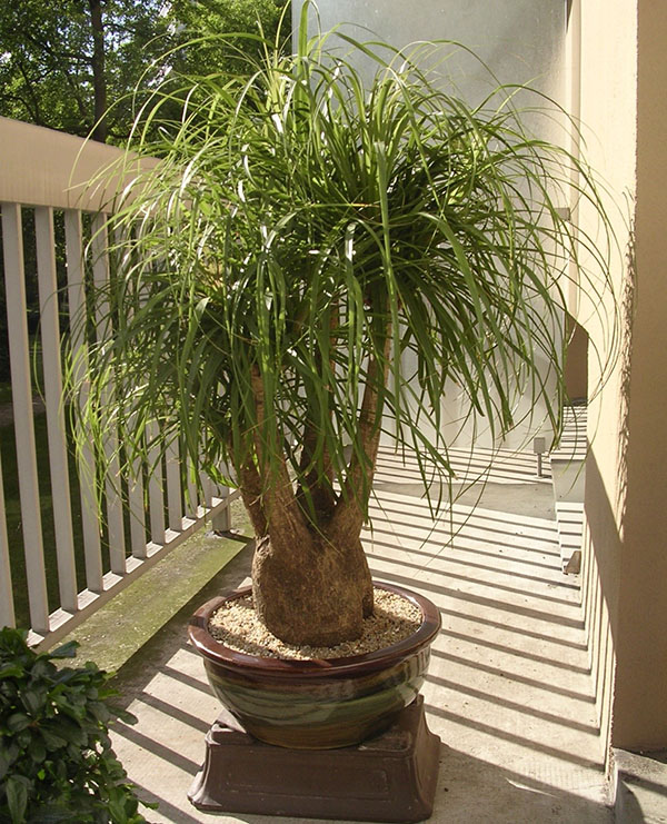 Екзотична рослина бокарнея — нолина або пляшкова пальма