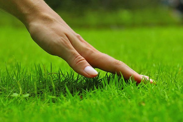 Трава для газону: різновиди та особливості вибору