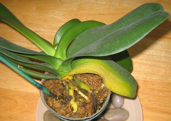 Захворіла прекрасна орхідея — жовтіє листя