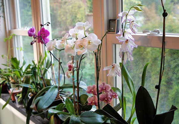 Загальні правила догляду за орхідеєю