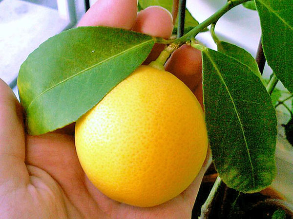 Спробуйте виростити вдома лимон Мейєра