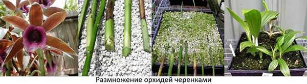 Черенкование орхидей в домашних условиях Черенкование орхидей в домашних условиях