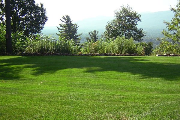 Трава для газону: різновиди та особливості вибору